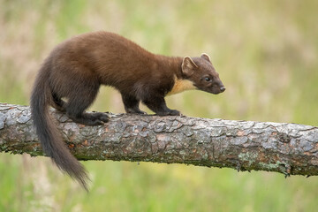 pine marten, Martes martes, on a tree in Scotland in the summer