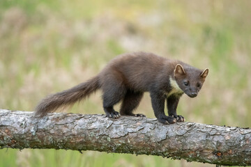 pine marten, Martes martes, on a tree in Scotland in the summer