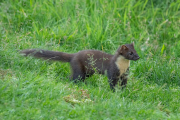 pine marten, Martes martes, on the grass in Scotland in the summer