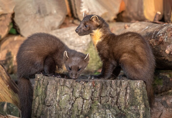 pine martens, Martes martes, on a tree in Scotland in the summer