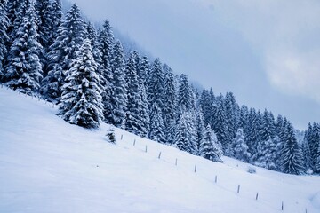 Fototapeta na wymiar snowy trees in the allgäu, bavaria, germany