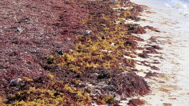 Sandpiper snipe sandpipers bird birds eating sargassum on beach Mexico.