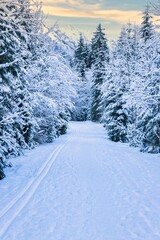 snowy trees in the allgäu, bavaria, germany