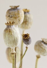 Poppy fruit dry shell head set on beige background.Botanical poster,