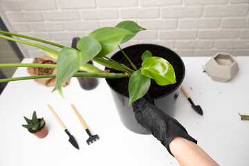 Home gardening concept. Women's hands in black gloves are transplanting a mostern flowerpot on a white table. Top view
