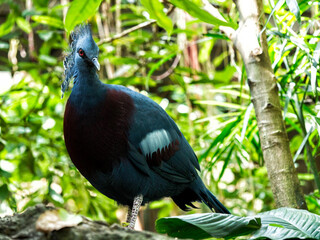 blue crowned pigeon in a forest
