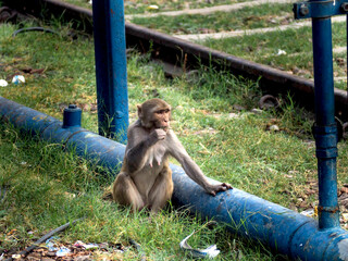 monkey in Indian train station eating