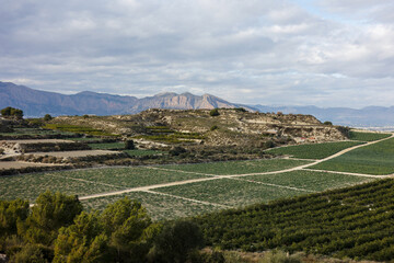 Scenic views of agricultural fields