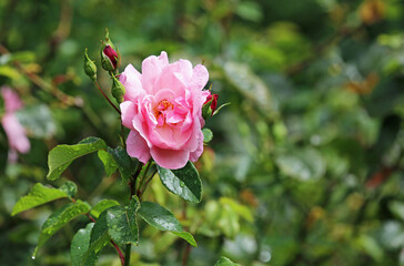 Rose flower with buds