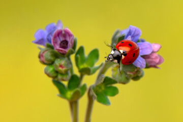 Macro shots, Beautiful nature scene.  Beautiful ladybug on leaf defocused background