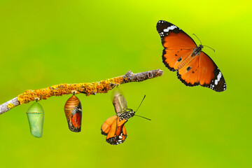 Amazing moment . caterpillar, Large tropical butterfly hatch from the pupa, and emerging with clipping path. Concept transformation of Butterfly - Powered by Adobe