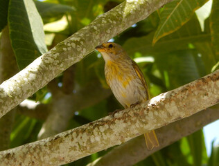 robin perched on a branch