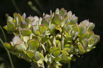 Obraz premium Crassula
