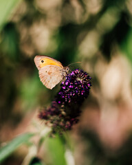 Summer Lilac in Bloom with Meadow Brown Butterfly