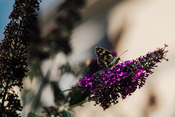 Summer Lilac with Marbled White Butterfly