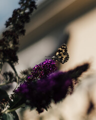 Summer Lilac with Marbled White Butterfly