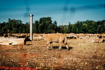 Sheep Wanders Through Scenic Landscape