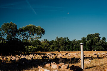Herd of Sheep Resting in a Lush Landscape