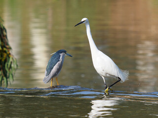 A Grey Heron and White Egret