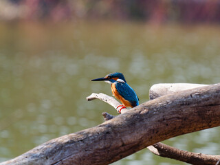 A Kingfisher