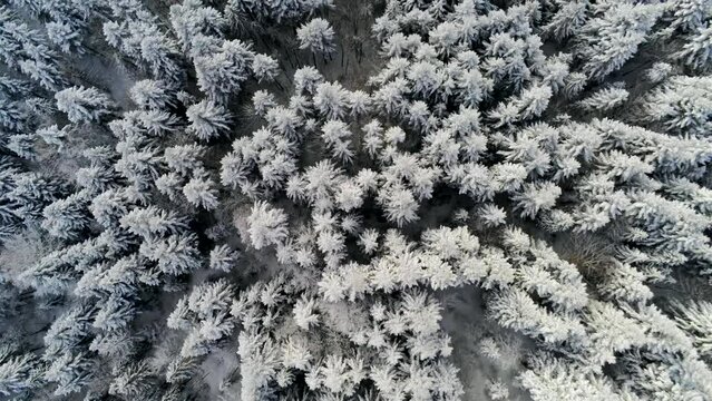 Establishing Shot Aerial Drone View of forest in Luban in Poland, Europe. Coniferous Trees covered with Snow and Frost in Cold season in Mountains during Downfall. Nature Landscape. 4k top down shot