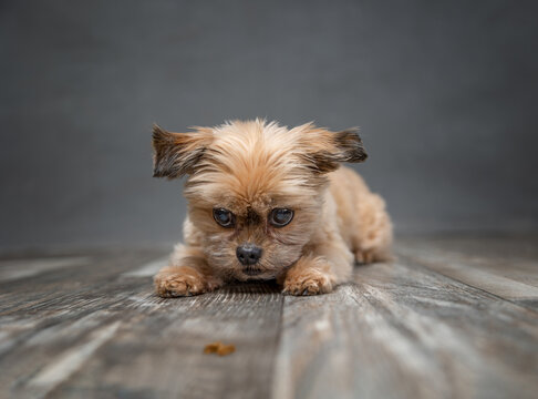Adorable, small cute Shorkie dog breed photographed in a studio laying on floor staring at a treat on the floor. 