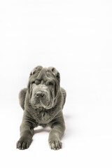 Adorable Shar Pei puppy isolated on the white background. Dark grey Sharpei 3 years old dog