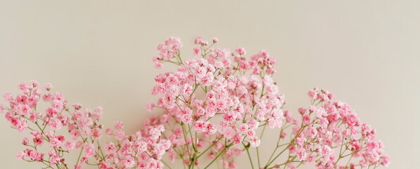 Flowers background banner.Pink gypsophila flowers or baby's breath flowers close up on beige...