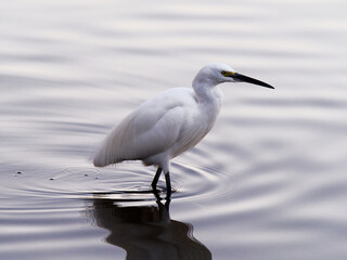 A White Egret