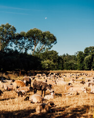 Herd of Sheep Resting in a Lush Landscape