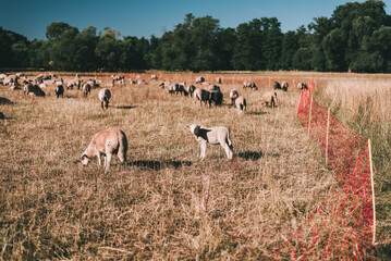 Herd of Sheep Grazing on a Rolling Hillside Landscape