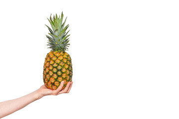Hand holding beautiful fresh ripe pineapple fruit. Pineapple isolated on white background. Ready fruit banner with copy space