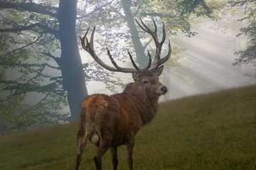 Hirsch in Sonnenstrahlen