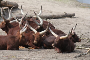 a group of brown ankole longhorns is lying together in a sandy field in a wildlife park in summer