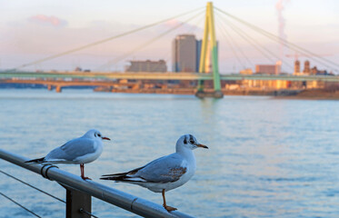 Obraz premium Der Rhein in Köln