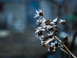 frost covered branches. a dry branch is covered with frost. dry grass with snow close-up.