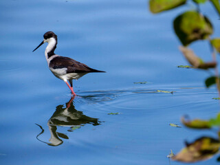 bird walking on water