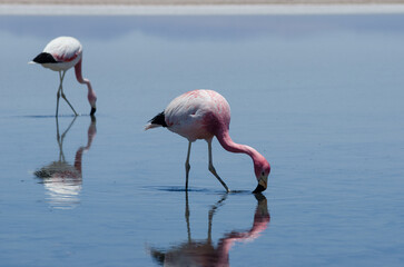 Fototapeta na wymiar Flamingo in the water