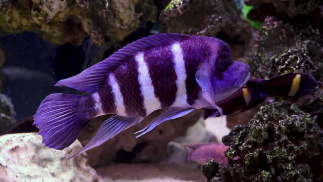 Cyphotilapia frontosa fish called in front cichlid in aquarium, 4k video