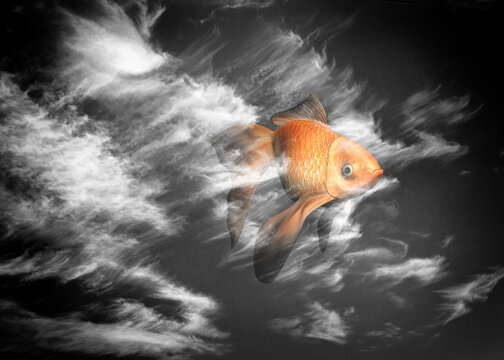 Golden fish in the sky