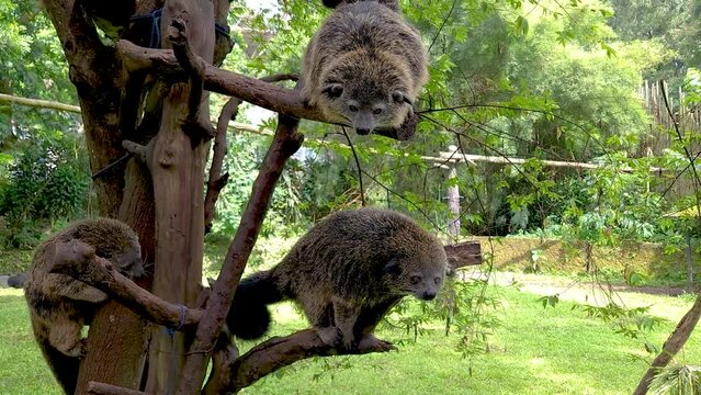 binturong in the tree being fed by zoo visitors