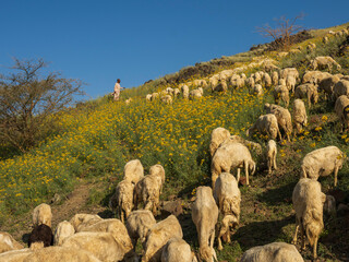 goat with green mountains in saudi arabai