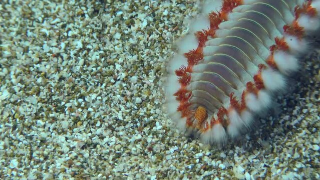 Bearded fireworm or Bearded fire worm (Hermodice carunculata) is slowly crawling along the sandy bottom, extreme close-up. Mediterranean.