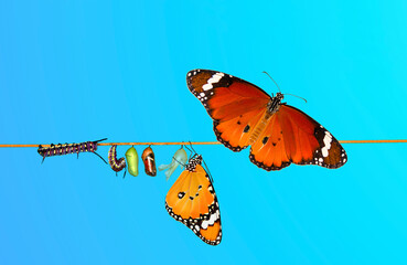 Amazing moment . caterpillar, Large tropical butterfly hatch from the pupa, and emerging with clipping path. Concept transformation of Butterfly