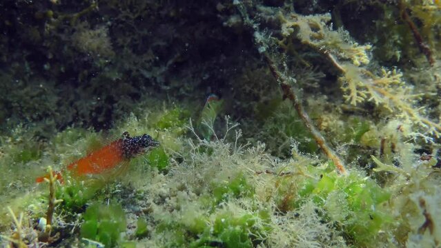 Underwater scene: A bright red male Black Faced Blenny (Tripterygion melanurum) on a rock overgrown with algae, near a wrasse looking for food. Mediterranean.