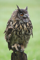 A portrait of an adult Eurasian Eagle Owl on a wooden pole calling out loud
