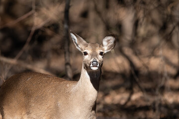 Portrait of a White-tailed deer with one ear turned to the side