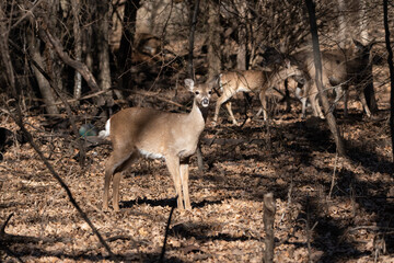 White-tailed deer standing in a clearing with herd