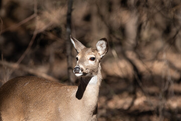 Portrait of a White-tailed deer looking over its shoulder