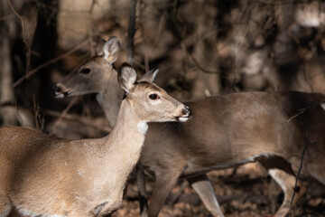 White-tailed deer passing one another in the woods